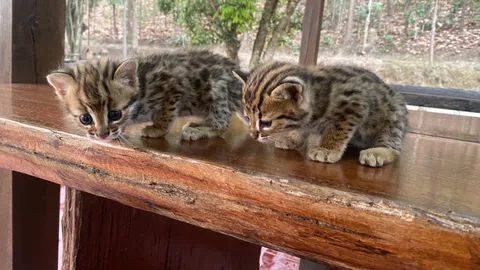 "แมวดาว" สัตว์ป่าคุ้มครองถูกทิ้งวัด คาดคนนำมาปล่อยเลี้ยงแล้วกลัวความผิด