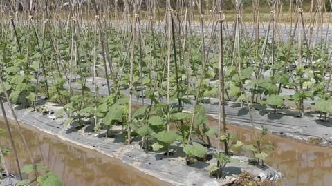 ชาวสวนสกลนครเร่งผลิตแตงกวา หลังราคาพุ่งสุดในรอบหลายปี ต้องนอนเฝ้ากลัวโดนขโมย