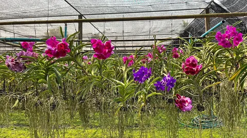 ศูนย์ฯบ้านไร่ หางดง เชียงใหม่ พัฒนาไม้ดอก 83 ชนิดสู่ตลาดโลก