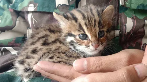 อช.แม่จริม รับมอบลูกแมวดาวพลัดหลงจากชาวบ้าน เตรียมส่งกลับคืนสู่ธรรมชาติ