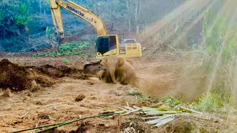 จนท.อุทยานฯ นำแบ็กโฮทำทางลาด ช่วยช้างป่าแม่ลูกขึ้นจากหลุมลึก 5 เมตรได้แล้ว (คลิป)