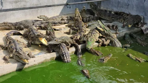 ชาวบ้านผวา "จระเข้" นับร้อยตัวถูกทิ้งในบ่อร้าง สภาพหิวโซ กัดกินกันเอง