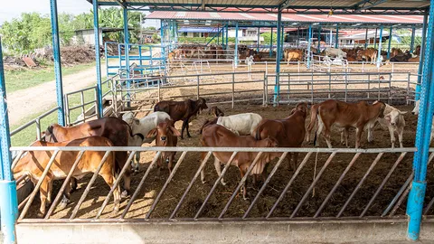สมาคมประชาคมคนตาบอดไทย ขอเชิญชวนร่วมทำบุญใหญ่ด้วยการไถ่ชีวิตโค-กระบือจากโรงฆ่าสัตว์
