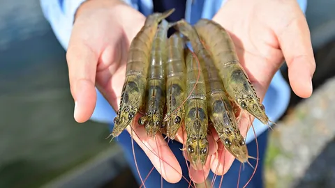 เดินหน้าแผนฟื้นฟูกุ้งทะเล