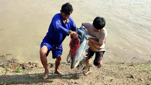 เซียนแหแห่จับปลาในสระน้ำ 4 ไร่ ที่บ้านวังไทรทอง เพชรบูรณ์ ไปทำปลาเผาลวกจิ้ม