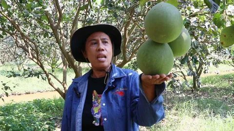 สาวธนาคารเมืองคอน ปลูกส้มโอทับทิมสยาม ทำรายได้ดีจนออกจากงานมาทำสวนเต็มตัว