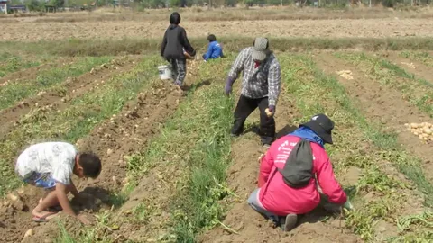 หนุ่มสกลนคร ลงแรงทำไร่มันฝรั่งส่งให้บริษัทใหญ่ปัง สร้างรายได้ไร่ละ 5 หมื่น