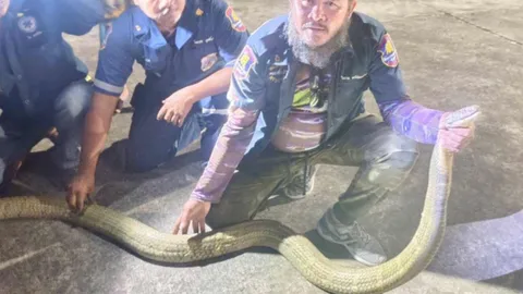 กู้ภัยยังตะลึง ชาวบ้านขอแรงช่วยจับงู เจอจงอางยักษ์ยาวเกือบ 5 เมตร