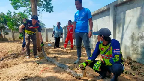 แบ็กโฮปรับพื้นที่ เจอครอบครัวงูเหลือม จับไปปล่อยเป็นคู่ หวั่นอาเพศ