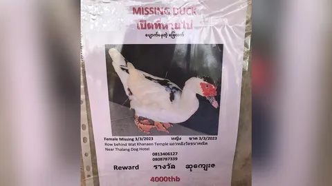 อย่าแกงกันเลย วอนช่วยตามหา "ม้านิ้ง" เป็ดเทศแสนรัก ใครเจอมีเงินรางวัลให้