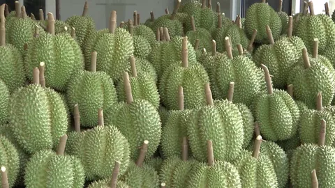 สวนที่จันทบุรีเริ่มตัดทุเรียนกระดุมแล้ว เผยผลผลิตออกเร็วกว่าปกติไม่ตรงเทศกาล (คลิป)