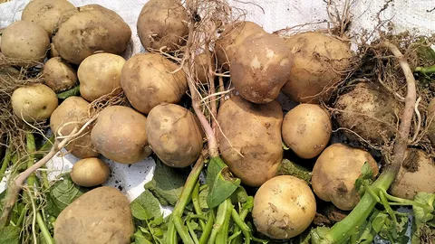 ปลูกมันฝรั่งหลังนา กำไรไร่ละ 30,000 บ.