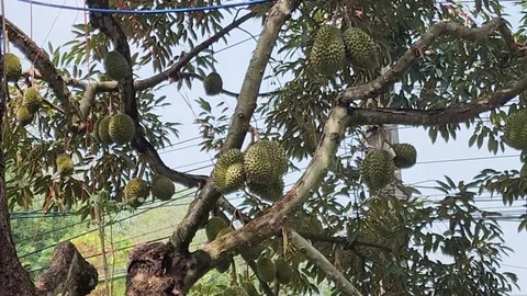 ยอดทุเรียนเกาะช้าง ต้นเดียว 4 สายพันธุ์โดยสวนต้นแบบ คุมคุณภาพจนถึงมือลูกค้า (คลิป)