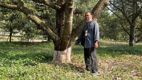 เจ้าของสวนช้ำใจ ซื้ออาหารเสริมฉีดต้นทุเรียน ตายกว่าร้อยต้น สูญกว่า 5 ล้าน