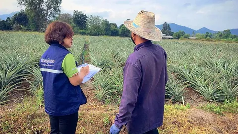 สับปะรดปัตตาเวียไทย