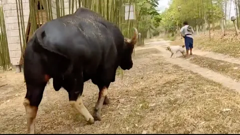 "เจ้าทองดี" กระทิงหนุ่มสุดเชื่องมาแล้ว ออกจากป่าช่วงหน้าแล้งทุกปี (คลิป)