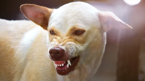 ฝูงสุนัขบนหาดอ่าวนางหลายตัวมีนิสัย ดุร้าย ไล่กัดนักท่องเที่ยว วอน อบต.แก้ปัญหาที