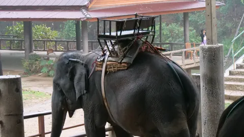 ปางช้างแม่แตง โต้ทรมานสัตว์ ปมช้างกระดูกหลังผิดรูป เชื่อดิสเครดิตท่องเที่ยวไทย