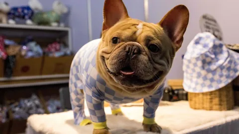 เฟรนช์บูลด็อกแซงหน้าลาบราดอร์ครองตำแหน่งสุนัขยอดนิยมในสหรัฐฯ