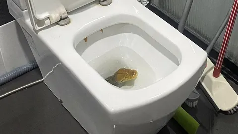 เจ้าของบ้านงง ทำไมกดชักโครกน้ำไม่ลง สยองเจอ "งู" โผล่จากส้วม (คลิป)