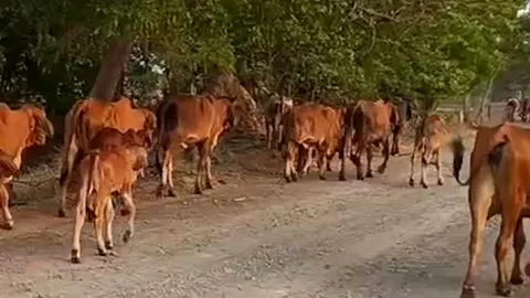 "หมาผีปอบ" โผล่กาบเชิง ขย้ำลูกวัว ชาวบ้านผวา-คาดเป็นฝูงหมาป่าหิวโซ 