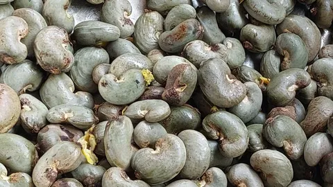 ชาวบ้านดาหลำสตูลออกเก็บมะม่วงหิมพานต์ขาย กก.ละ 50 บาท เหลือนำไปทำแกงปัจรี