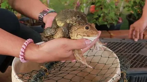 พ่อกบฟาร์มนายตะวัน และแม่กบรำไฟฟาร์ม ชนะประกวดกบยักษ์งานเกษตรลุ่มน้ำโขง 66