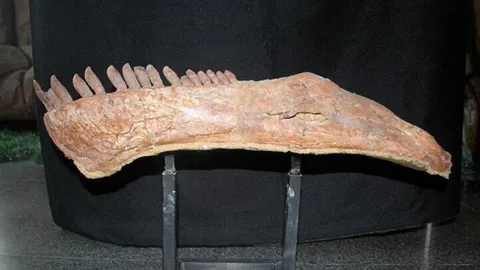 นักวิจัย เผยผลการศึกษาฟอสซิลไดโนเสาร์ซอโรพอด ทำไมถึงมีคอยาวเป็นพิเศษ