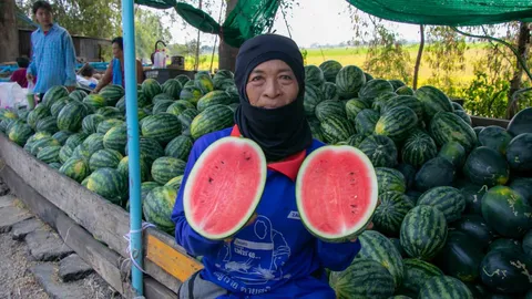 แตงโมป้าแจ๋ว สิงห์บุรี ปลูกโดยระบบหยดน้ำผสมปุ๋ย ช่วยให้รสชาติหวานหอมชื่นใจ