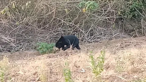 เริ่มแล้ง ลูกหมีลงจากเขากินน้ำในสระ หลงทางกลับไม่ถูก (คลิป)