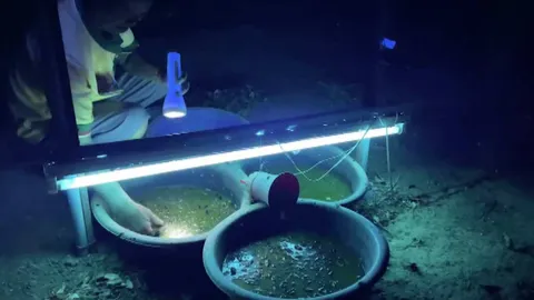 ชาวบ้านดอนดู่ใช้คลิปเสียง ล่อแมงจีซอนไม่เปลืองแรงจับ ขายได้ กก.ละ 150 บาท