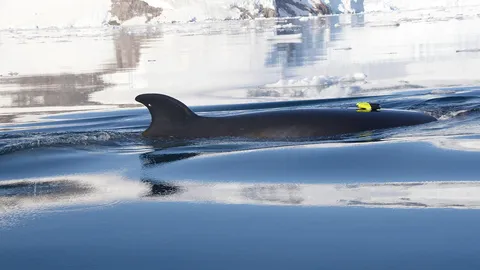 นักชีววิทยาทางทะเล เผยวิจัยพฤติกรรมการกินอาหารของวาฬมิงค์