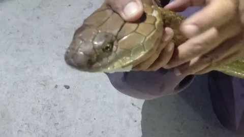 ชาวบ้านตรังผวา จงอาง 4 เมตรเข้าบ้านชูคอแผ่แม่เบี้ย ตามหาตัวเมียช่วงผสมพันธุ์ (คลิป)