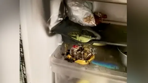 เตือนภัย สาวเป่าเค้กวันเกิดแล้วแช่เก็บไว้ เปิดอีกทีตกใจไฟไหม้ตู้เย็น (คลิป)