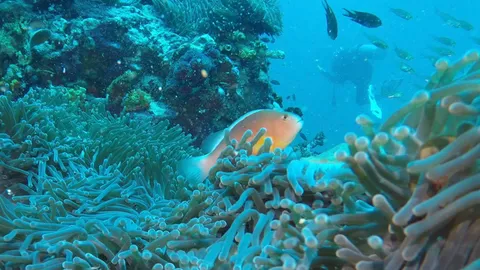 เที่ยวพังงา ดำน้ำดูปะการัง ภูเขาหินใต้ทะเล ริเชลิว