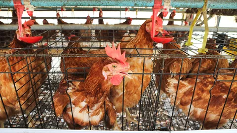 ชาวบ้าน ร้อง อบต.แม่ยม ช่วยแก้ปัญหา กลิ่นเหม็นรุนแรงจาก ฟาร์มเลี้ยงไก่