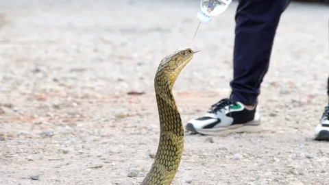 เปิดภารกิจ จิตอาสาทีมพิทักษ์อสรพิษ ช่วยชาวบ้านจับงูแอบเลื้อยเข้าบ้าน