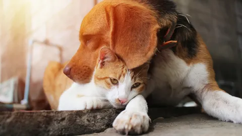 อันตราย "ฮีตสโตรก" ในหมาแมว หมอเตือนอย่าใช้น้ำเย็นจัดราดดับร้อน