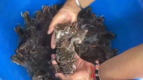 ฝนแรกอึ่งอ่างร่าเริง ชาวบ้านจับขาย กก. 350 แห่ซื้อทำเมนู “ต้มอึ่ง”