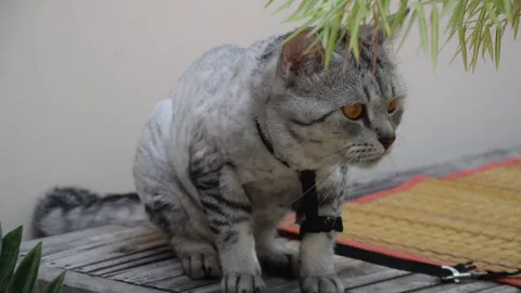 ทาสใจจะขาด พาแมวสุดรักไปตัดขน กลับมาเจอเขี้ยวหัก หัวนมขาด 