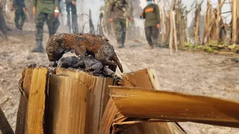 "หมอล็อต" แนะวิธีปฐมพยาบาลช่วยสัตว์ป่าบาดเจ็บ หนีตายจากไฟไหม้