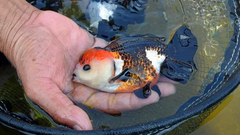 แปลงใหญ่ปลาสวยงามราชบุรี