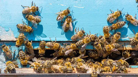 อาจพึ่งพาผึ้งช่วยงาน