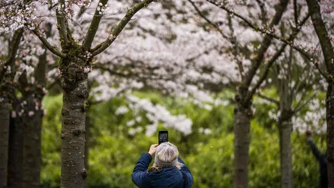 เทศกาลซากุระ 2023 ในญี่ปุ่น บานเร็วกว่าทุกปีจากโลกร้อน คาดเหลือให้ชมแค่ 4 ภูมิภาคเท่านั้น