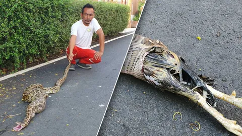 เหลือมยักษ์เขมือบไก่ชนคาเล้า เจ้าของเห็นแทบช็อก ก่อนขย้อนออกมาต่อหน้า (คลิป)