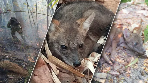 เจ้าหน้าที่ช่วยชีวิตลูกสุนัขจิ้งจอก 3 ตัว หนีตายจากเหตุไฟไหม้ป่า จ.ลำปาง