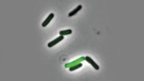 วิจัยพฤติกรรมโมโหหิวของแบคทีเรีย