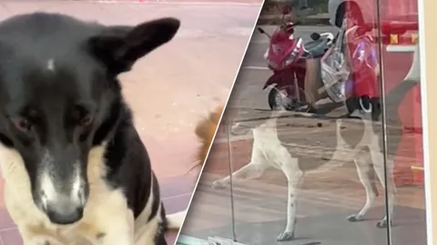 จบแบบละครไทย น้องตูบมาขอข้าวกิน แต่สุดท้ายพบความจริง เป็นลูกร้านทอง (คลิป)