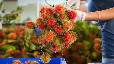 คนไทยเตรียมกินเงาะแพง เตือนหลอกขายเงาะโรงเรียน เอาเปรียบคนซื้อ 