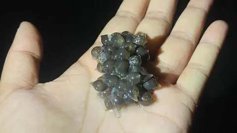 เคยเห็นกันมั้ย ปลาหมึกออกจากไข่ ฟักเป็นตัว เล็กจิ๋วสุดน่ารัก (คลิป)